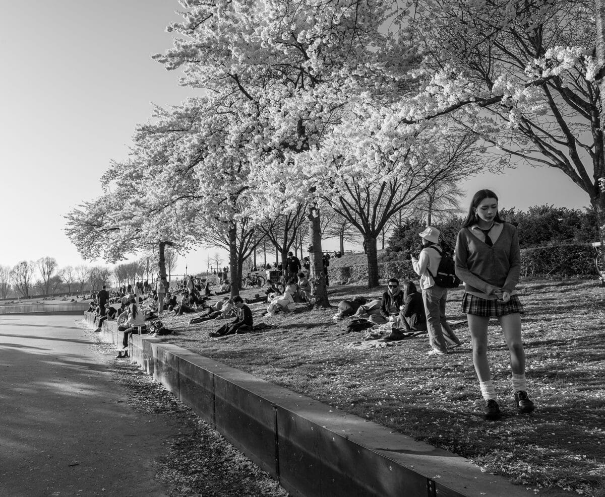 Sakura Blossom Westerpark Amsterdam | Roelof Foppen